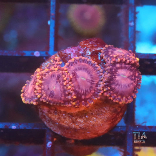 Koala Eye Zoanthias