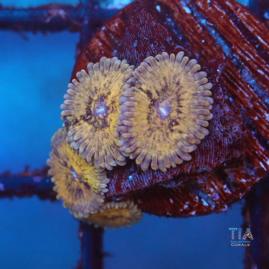 Moon Glow Zoanthias