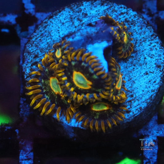 Murder Hornet Zoanthias