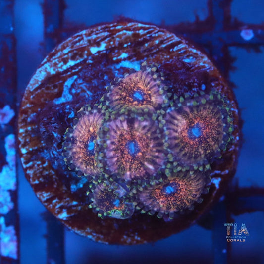 Purple Mist Zoanthias