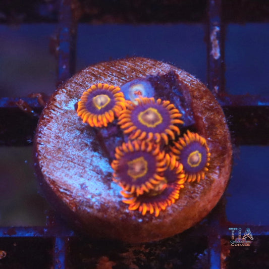 Rainbow Hornets Zoanthias