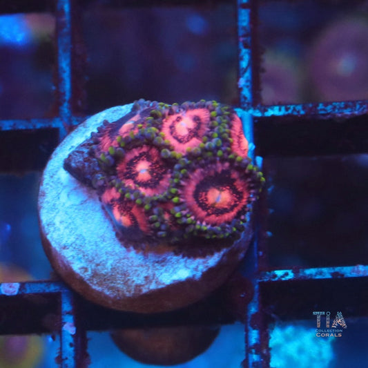 Rainbow Incinerator Zoanthias