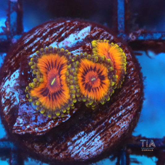 Tiger Eye Zoanthias