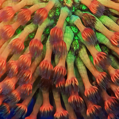 TIA Incinerator Rainbow Goniopora (cut to order)
