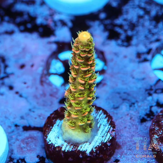 Solar Flare Acropora