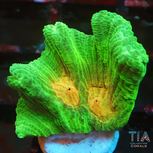 Space Invader Pectina