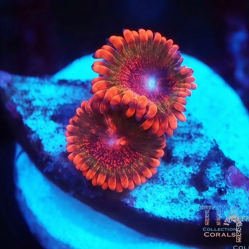 Speckle Krak Zoanthids Frag, soft coral