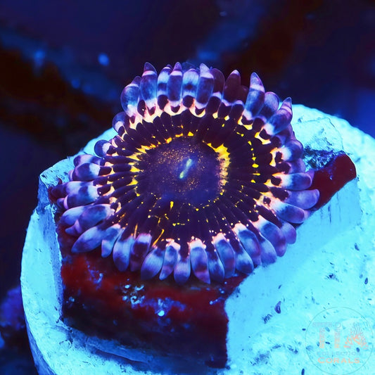 Stratosphere Zoanthids