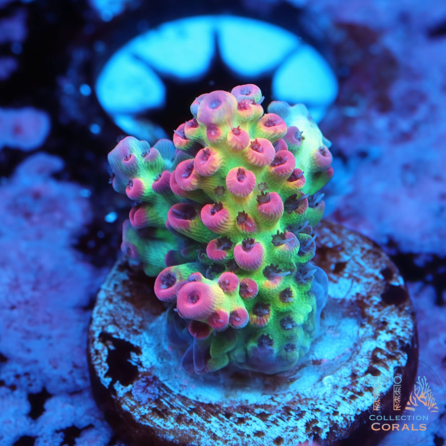 Strawberry Shortcake, SPS coral