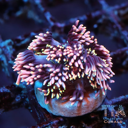 TCK Blazefire Goniopora