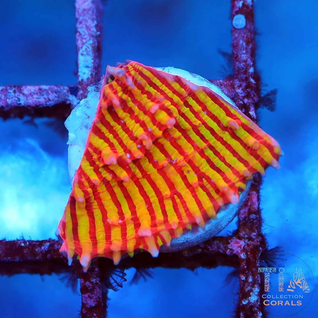 Cáliz de vals del pavo real