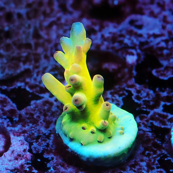 TCK Jaw Dropper Acropora SPS Coral | TIA Coral
