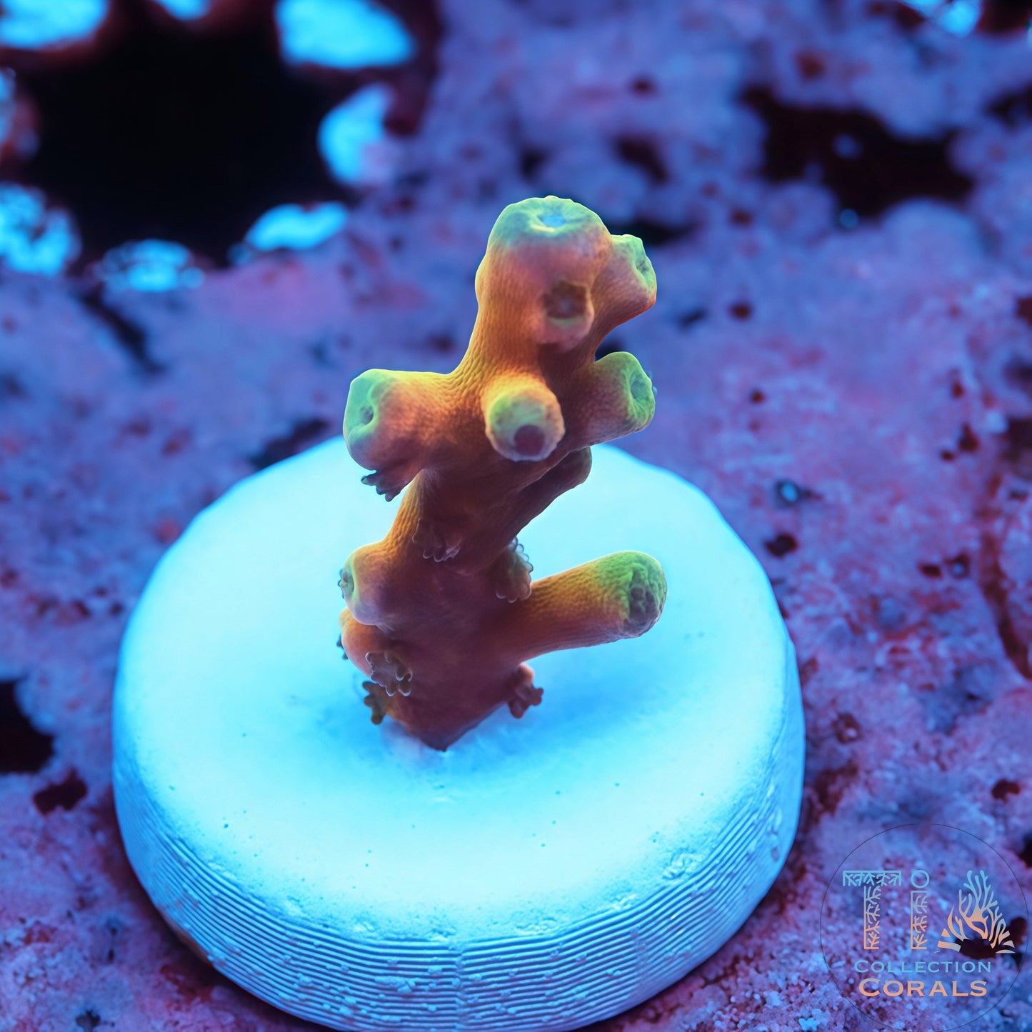 TCK Atomic Echinata Acropora