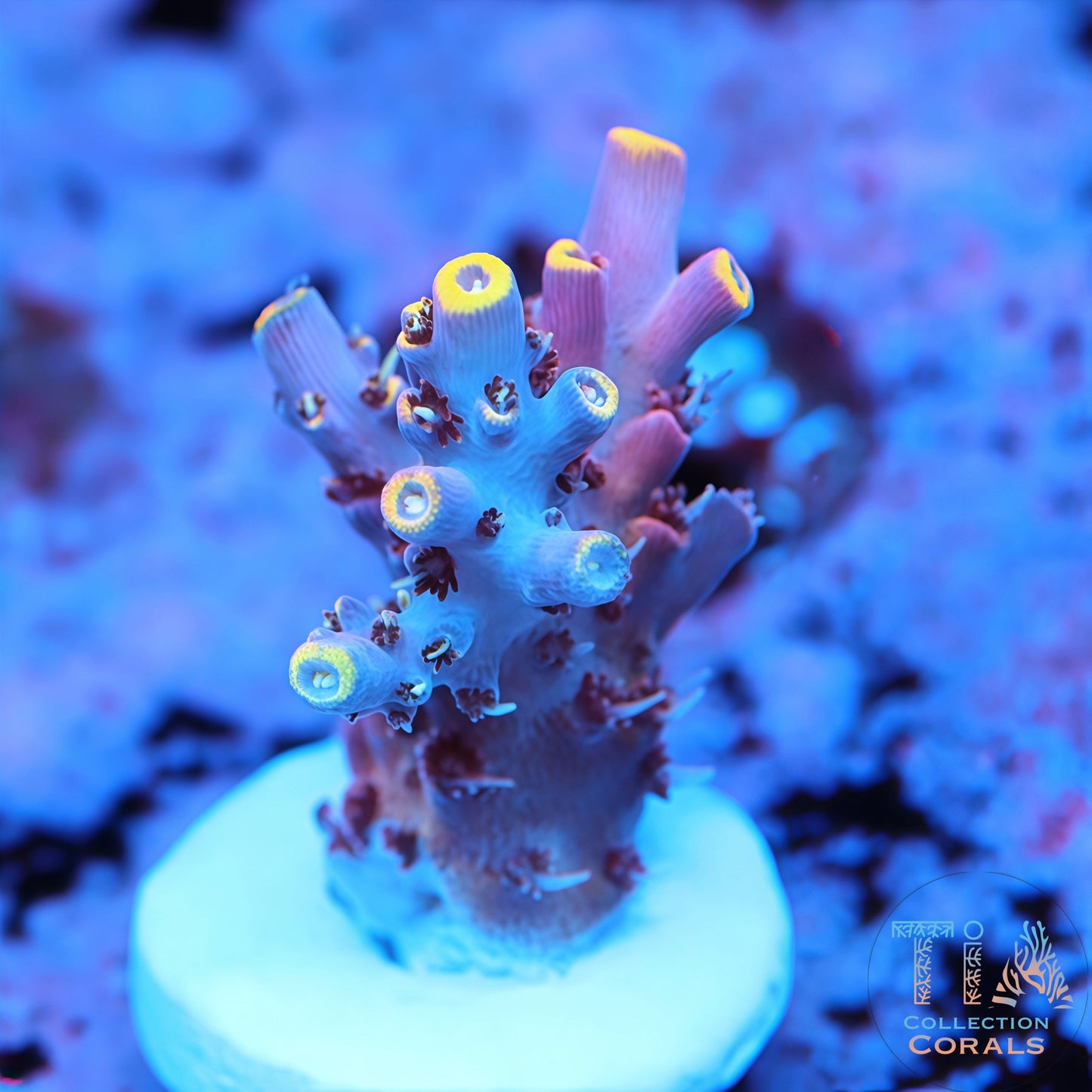 TCK Kaleidoscope Acropora