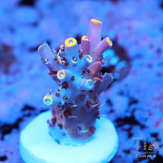 TCK Kaleidoscope Acropora
