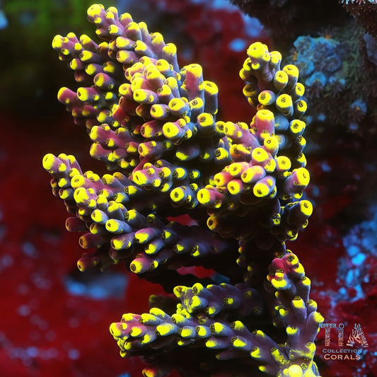 TIA Thunder Plum Acropora mother colony