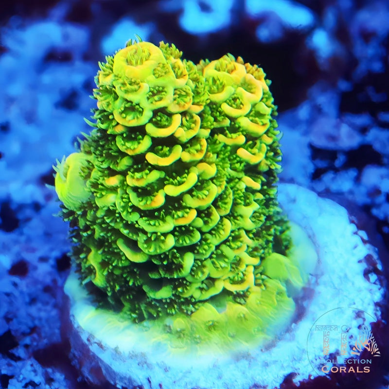 24 Gold Millepora