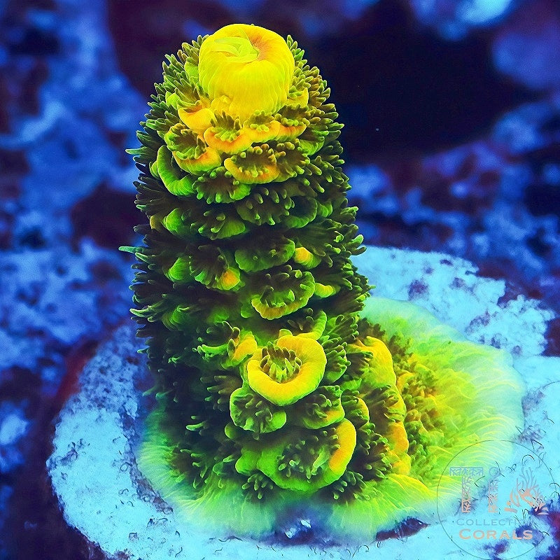 Fragmento de pastel de cereza Montipora, SPS coral