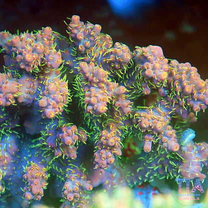 TIA Bamboo Spark Acropora Colony(cut to order)