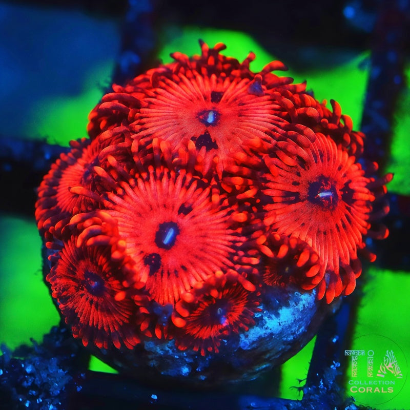 VDM Zoanthids, soft coral