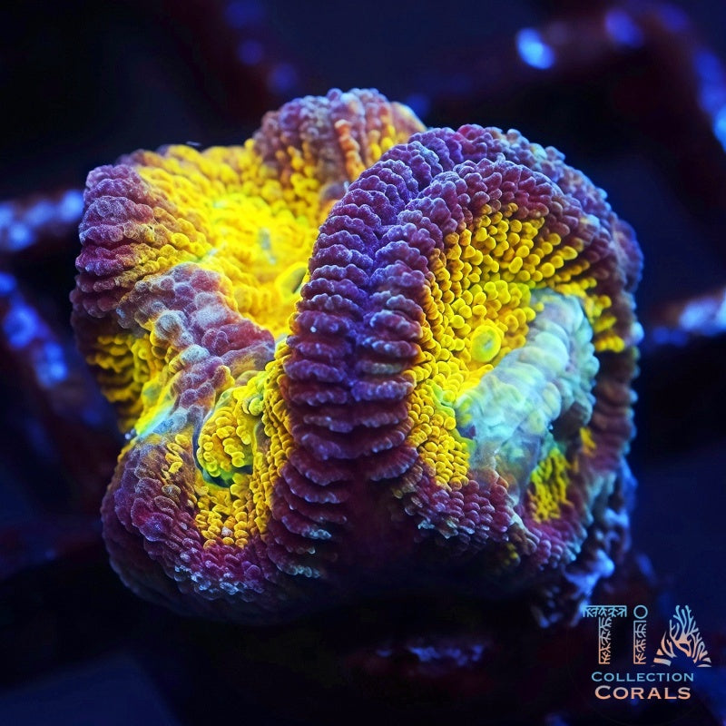 ACI Drunk Monkey Dipsastraea Frag, LPS coral
