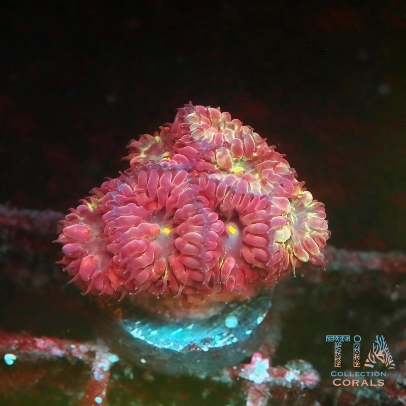 TIA Cherrypop Blasto