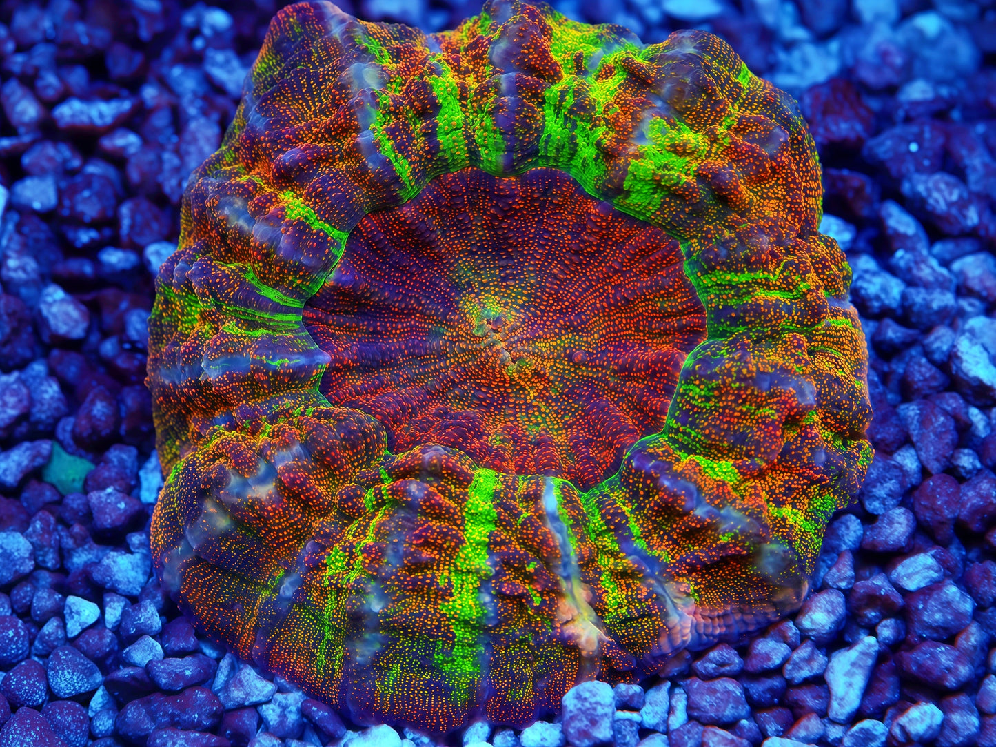 TIA Collection Valhalla Fire Rainbow Acanthophyllia (Reserved)