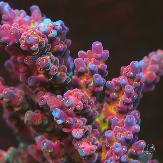 《赤红狂热》(按订单剪接)