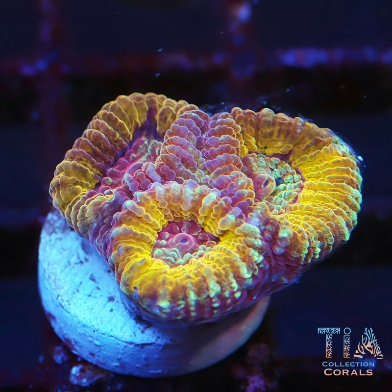 TIA Crown of Gold Favia, LPS coral