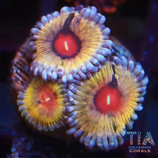 美国队长 Zoanthias