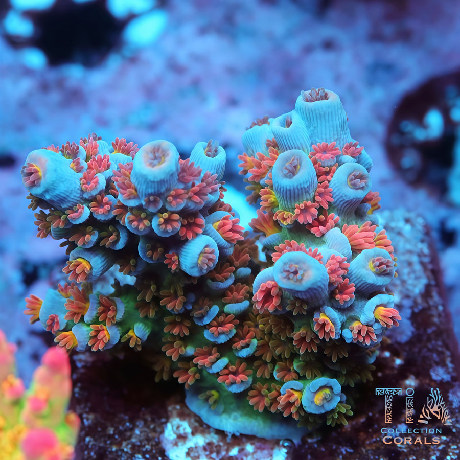 TIA Firebird Acropora Colony (cut to order), SPS coral