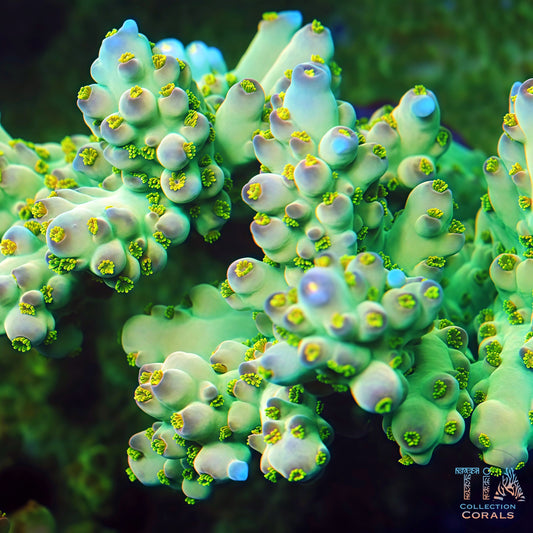 TIA Ginkgo Glow Acropora  Colony (cut to order)