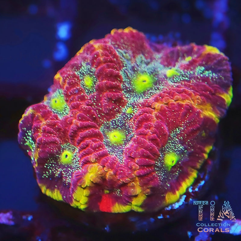TIA Gliter Rainbow Favia - Live LPS Coral for Sale | TIA Coral