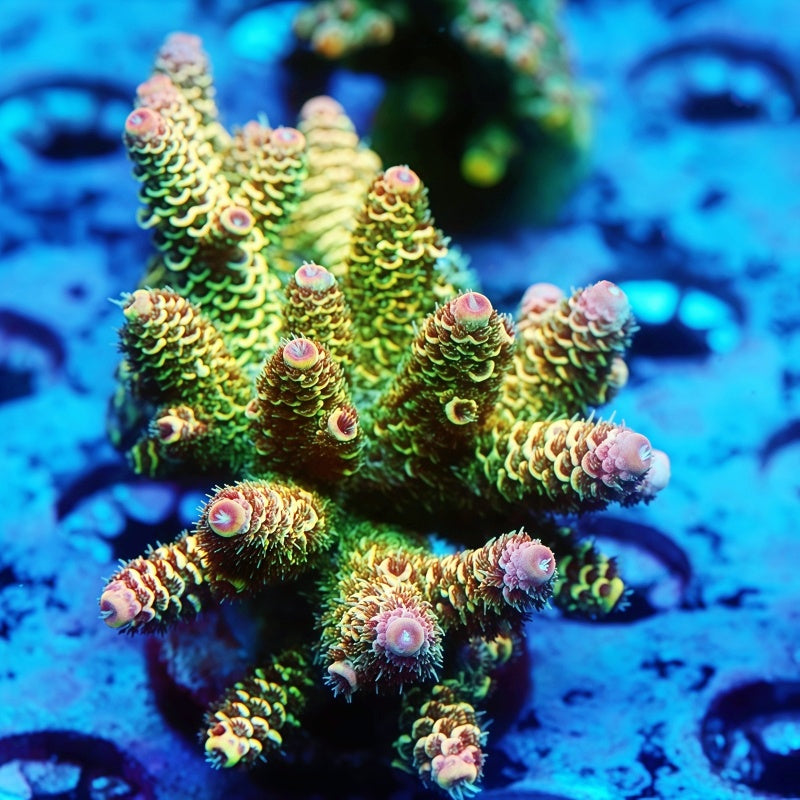 TIA Hyper Lemon Sorbet Mille (cut to order)