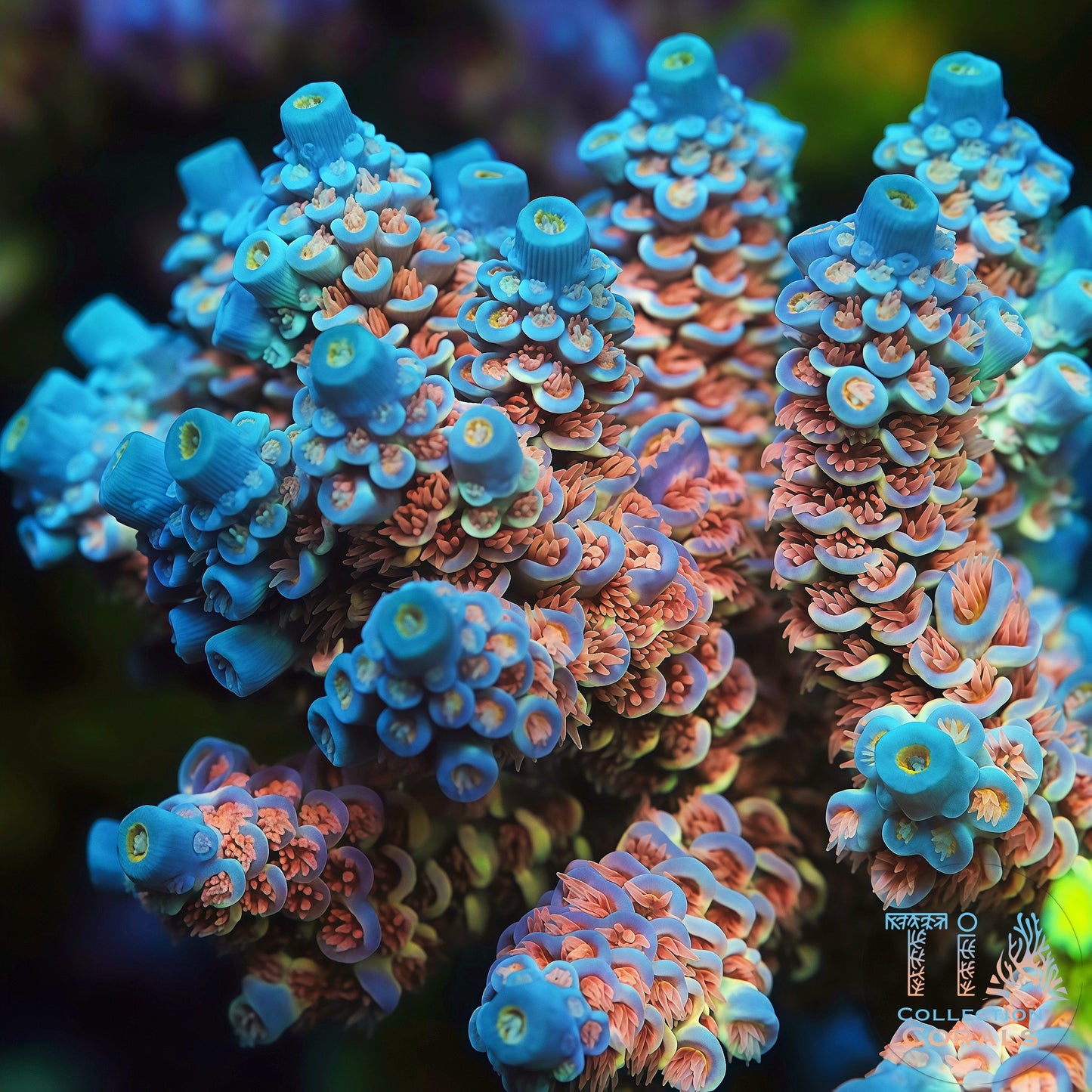 TIA Signature Iceflower Tenuis Acropora (cut to order)