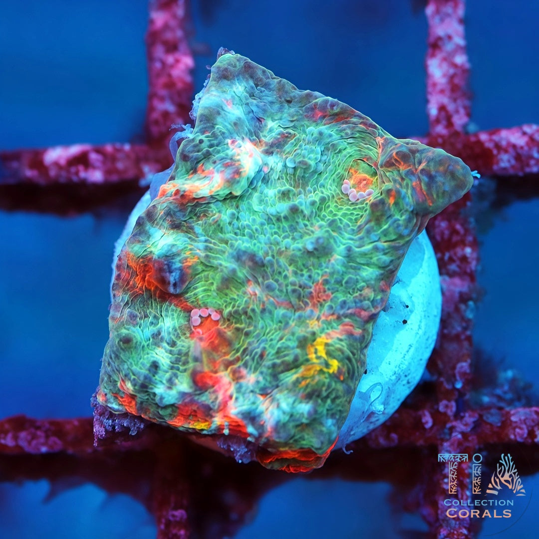 Cáliz de vals del pavo real