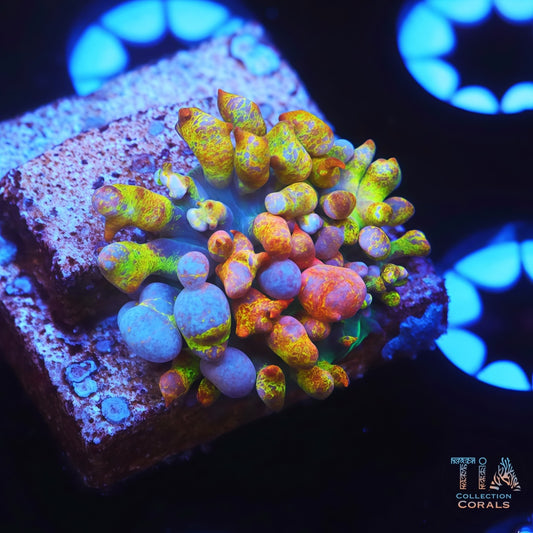 TIA Insanity ST. Thomas Mushroom