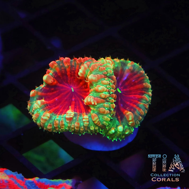 TIA King's Robe Blastomussa Frag
