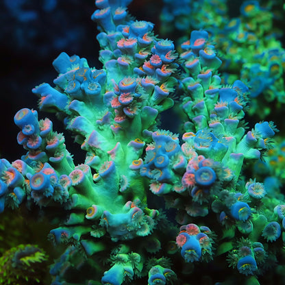 TIA Lavender Fields Tenius Colony (cut to order) - Live SPS Coral for Sale | TIA Coral