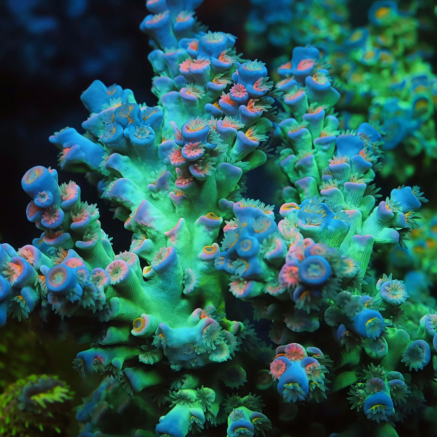 TIA Lavender Fields Tenuis Colony (cut to order), SPS coral