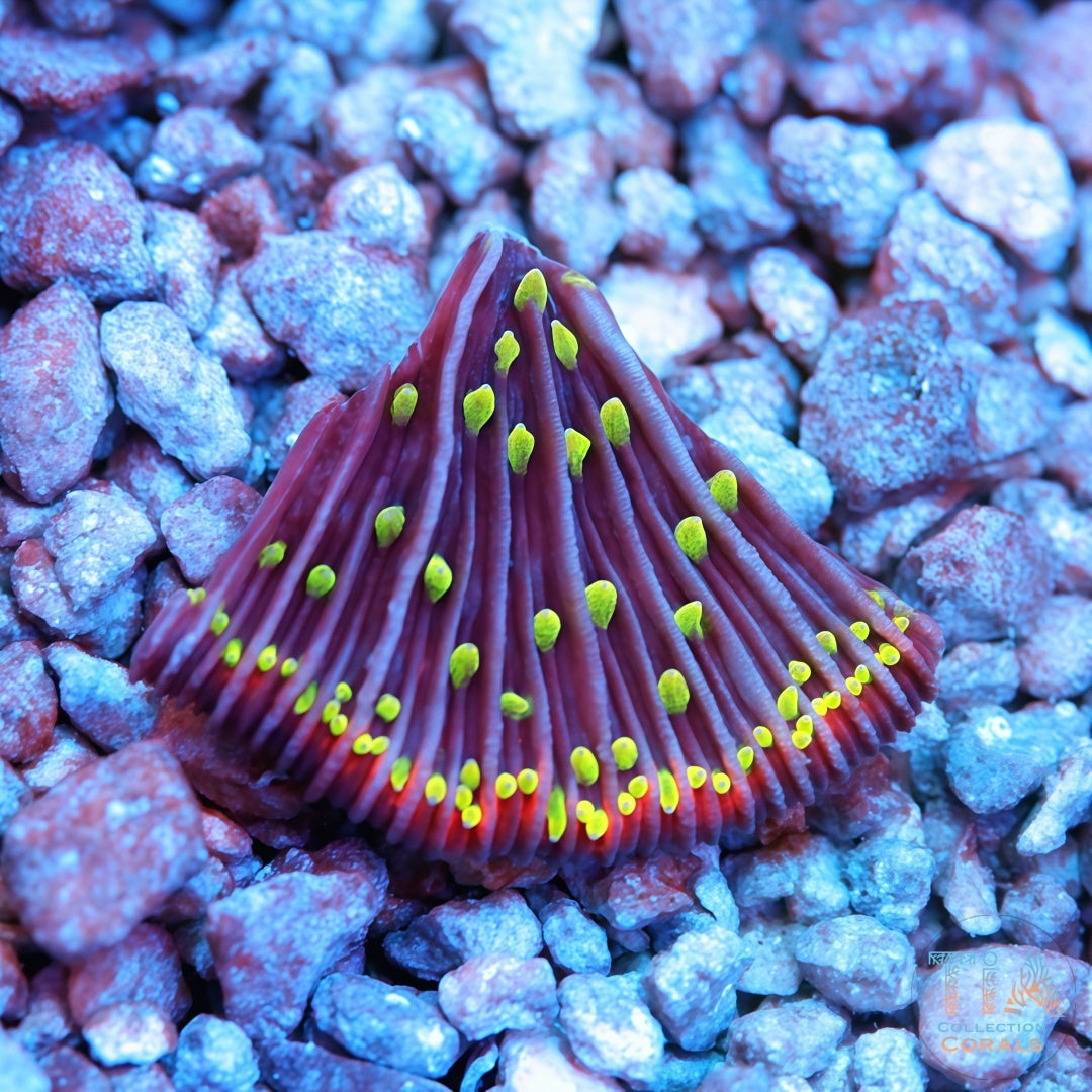 Placa de la diáseris del infierno