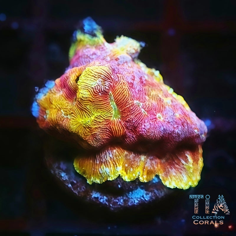 TIA Lunar Landing Leptosiris, LPS coral