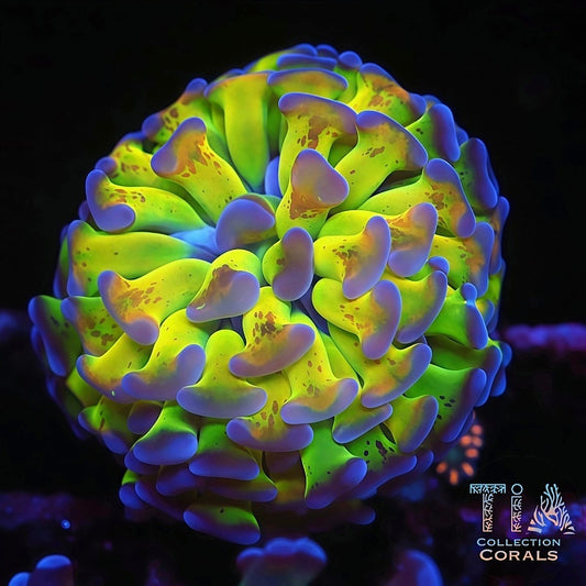 TIA Paint Splash Rainbow Hammer