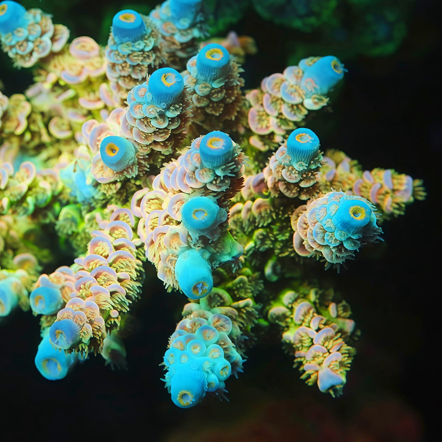 TIA Peach Grove Acropora Colony (cut to order), SPS coral