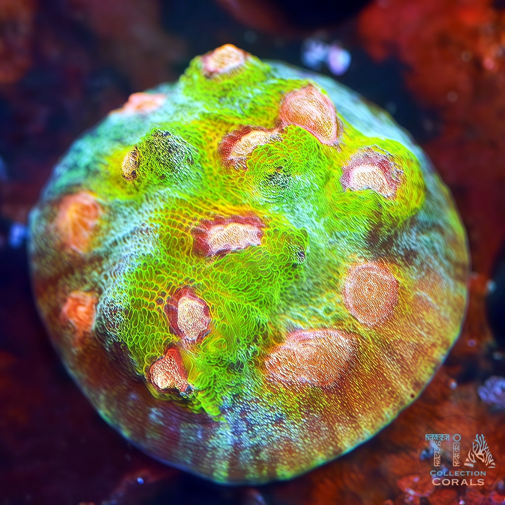 Cáliz de vals del pavo real