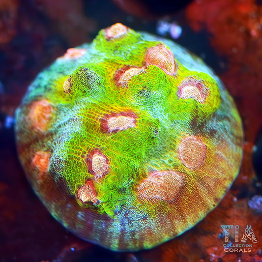 Peacock Waltz Chalice