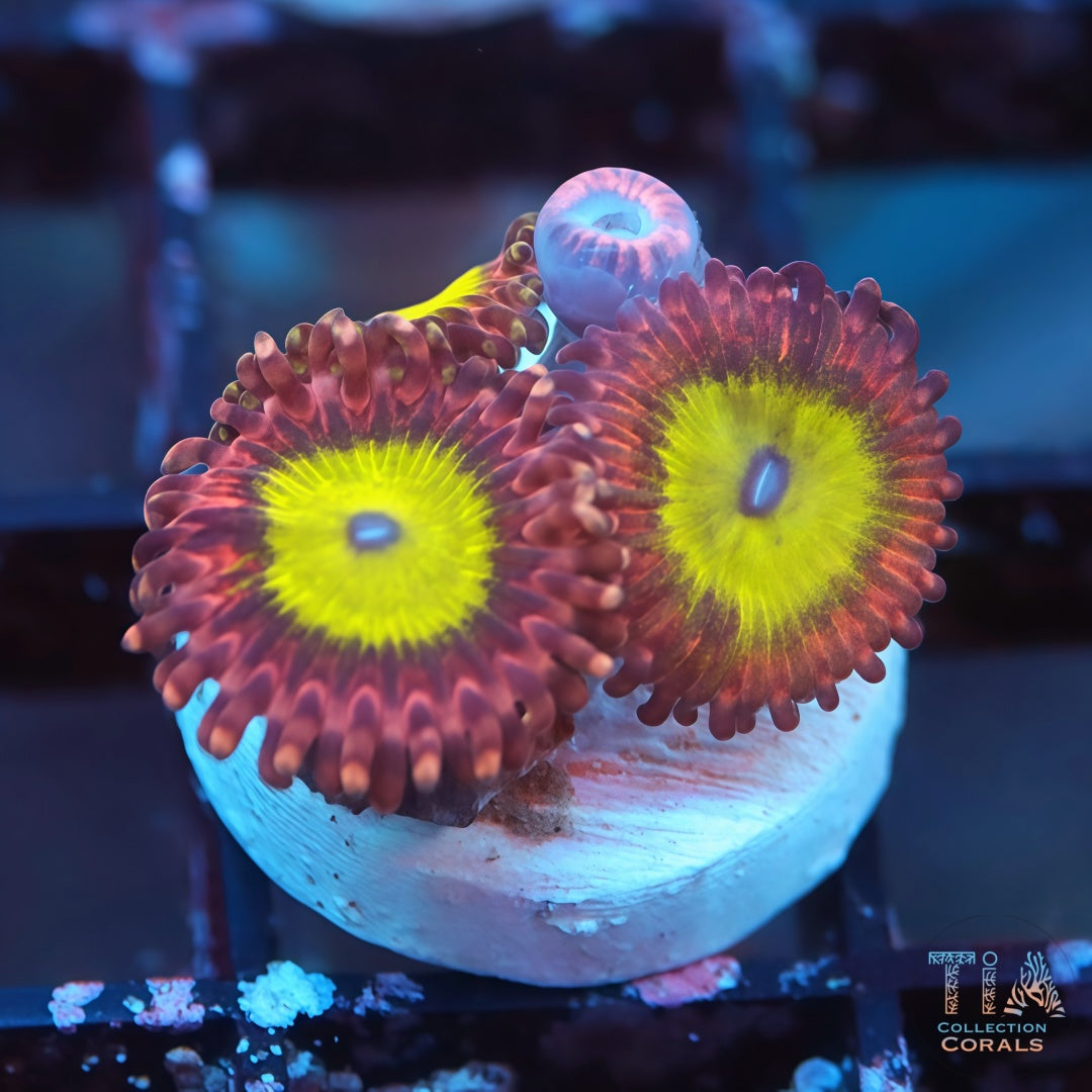 TIA Peony Spark Zoanthids