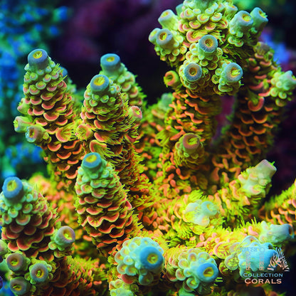 TIA Island Radiance Acropora Colony  (cut to order)