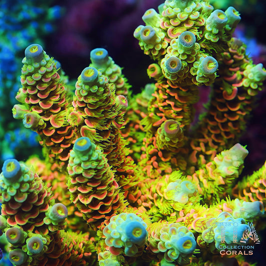 TIA Island Radiance Acropora Colony  (cut to order)
