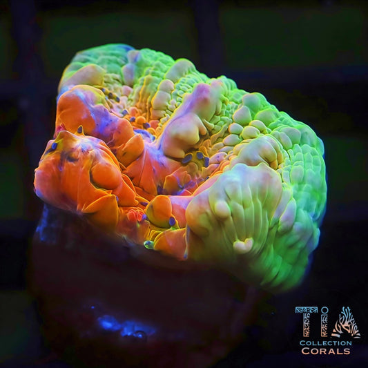 TIA Rainbow Temple Bounce Chalice (Mother Attached)